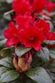 Rhododendron Antie-2 Różanecznik